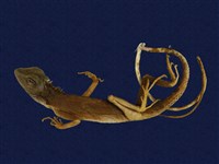 飛蜥類藏品圖，第2張